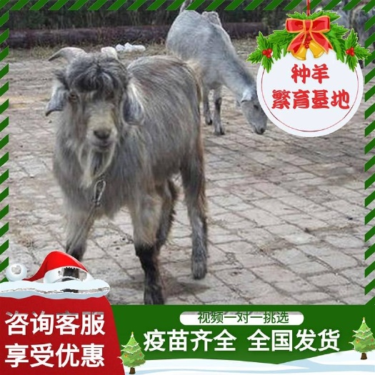 郓城县鲁西南特有品种青山羊因其多胎高产又称为狗羊头胎二胎种公羊羊苗