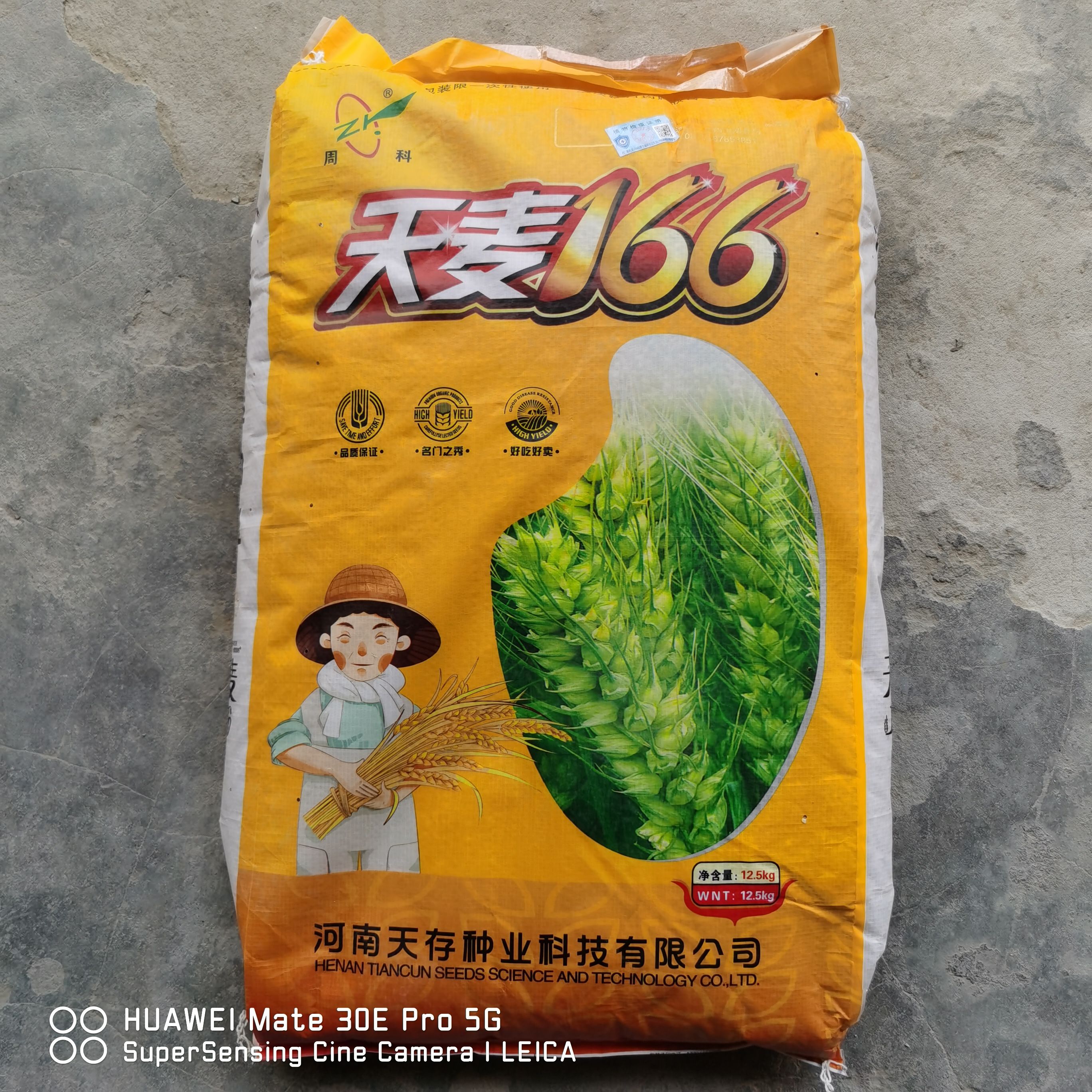 尉氏县天麦166小麦品种，分蘖率强，茎秆粗壮，纯度高，整齐度好。