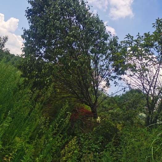 地径10-30公分梨树