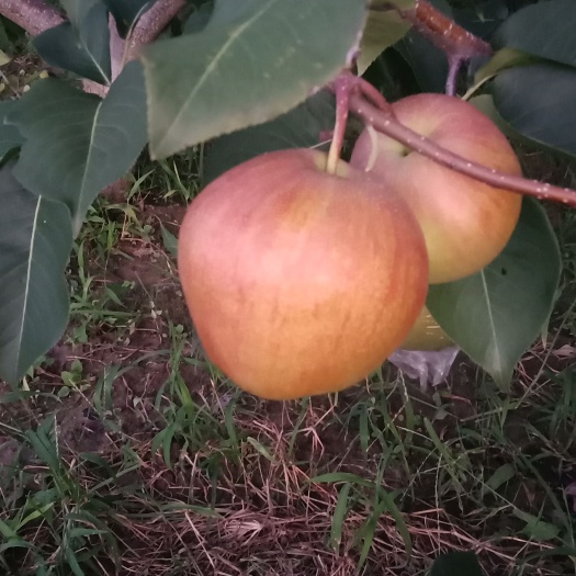 大城县玉露香梨，香甜酥脆，皮薄无渣，梨中珍品，保证有机绿色栽培′