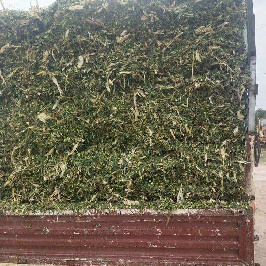 邱县玉米秸秆牛羊马驴草料