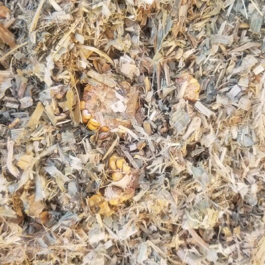 威远县全株玉米青贮