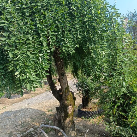 龙山县罗汉松