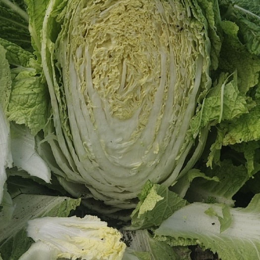 肇东市黄心白菜