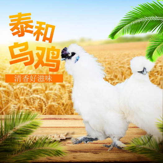泰和县（活禽）原种泰和乌鸡400天包邮