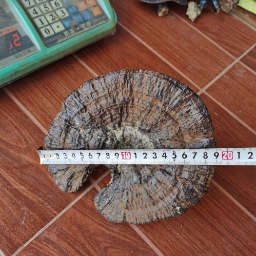 桂西老身成熟黑灵芝十六公分到十九公分厚朵