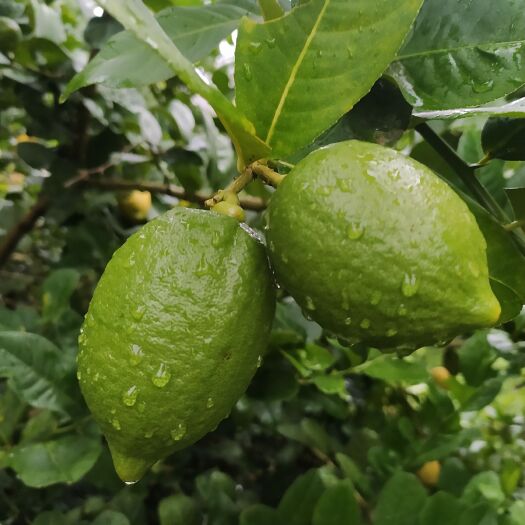 廉江市广东香水柠檬，自家种植品质靓，欢迎广大新老客户前来订购