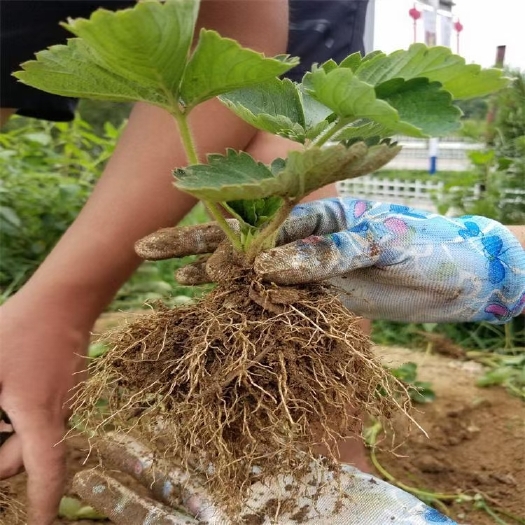 徐州奶油草莓苗