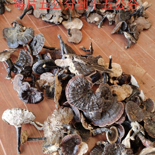 隆林县桂西原生黑灵芝单边通货3公分到十五公分