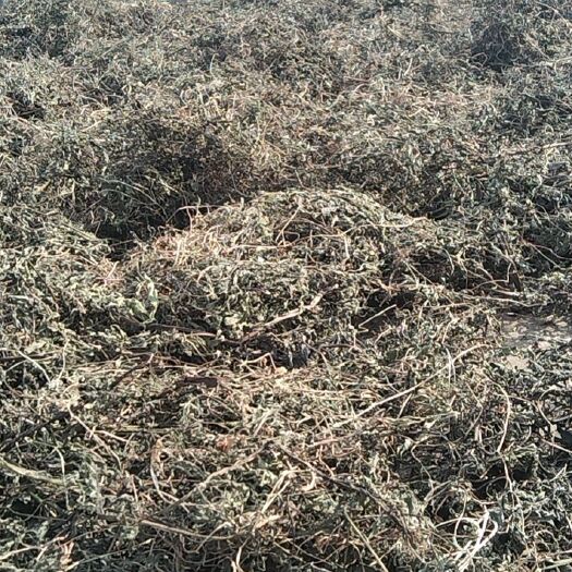 墨旱莲个子含量达标批发一手货源产地直发