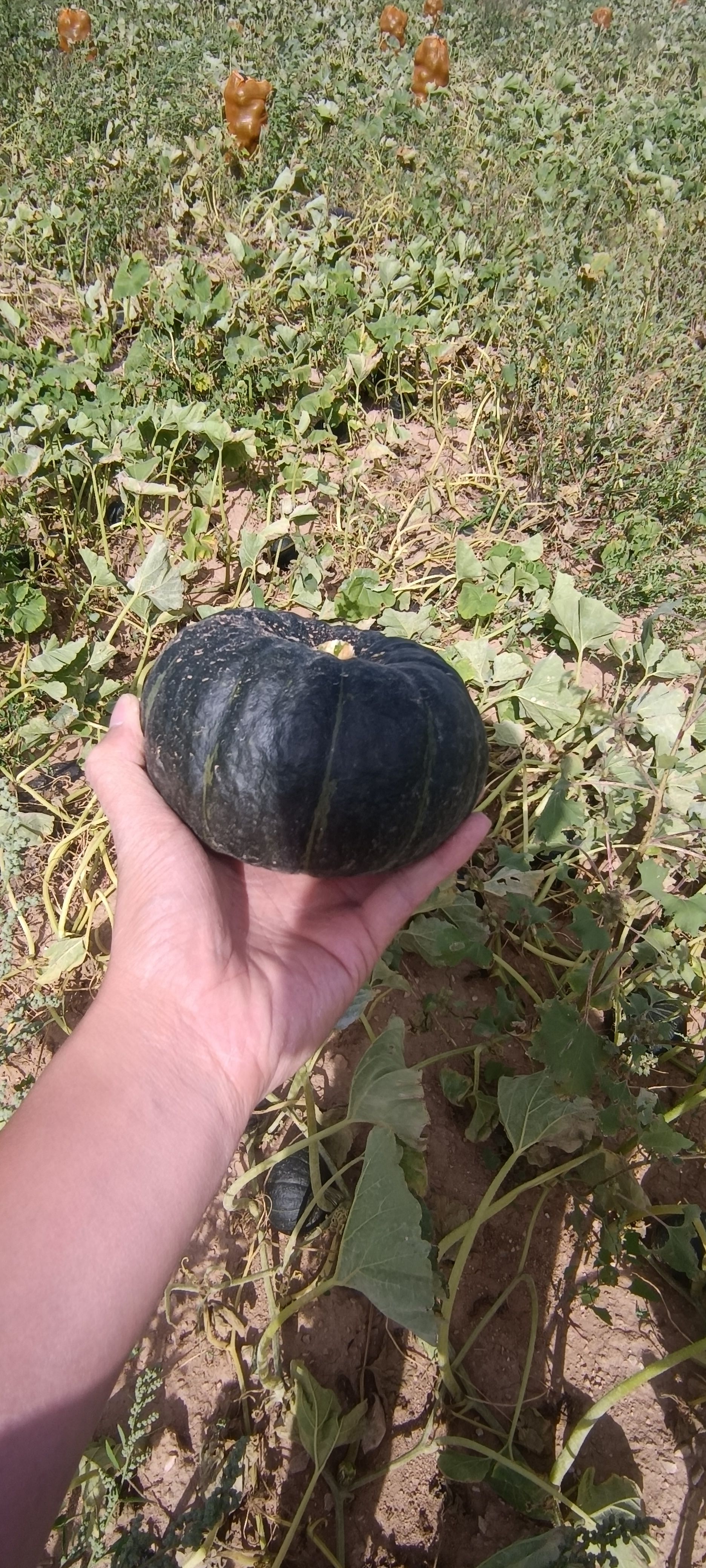 产地直发贝贝南瓜,香糯可口,支持电商市场货,质优价廉