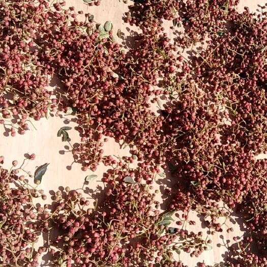 济南花椒鲜花椒不施肥打药高山花椒孕妇可用