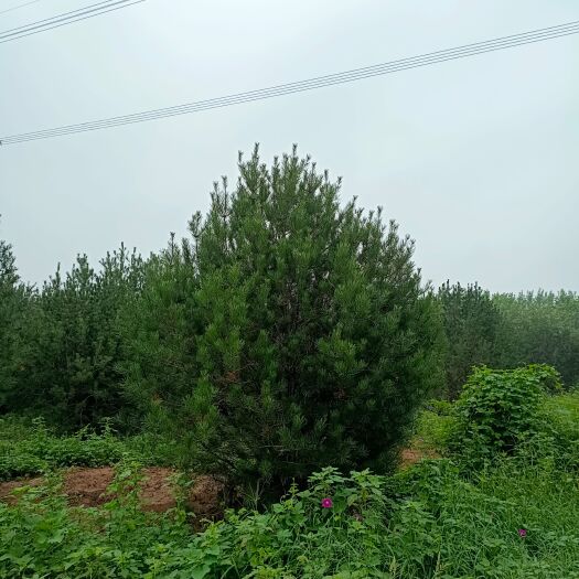 涞水县白皮松