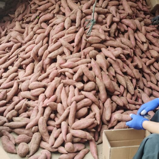 钟祥市湖北红薯，紫薯，西瓜红，龙九。产地直销。质量有保证包售后