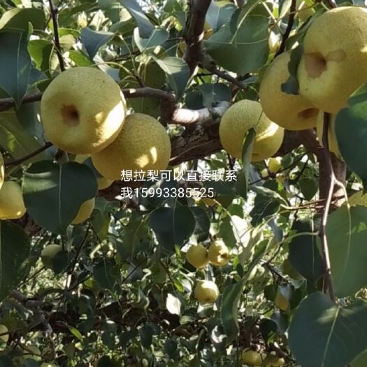 兰考县河南兰考酥梨与（砀山酥梨）同一品种四两起步1块半斤起步1.1