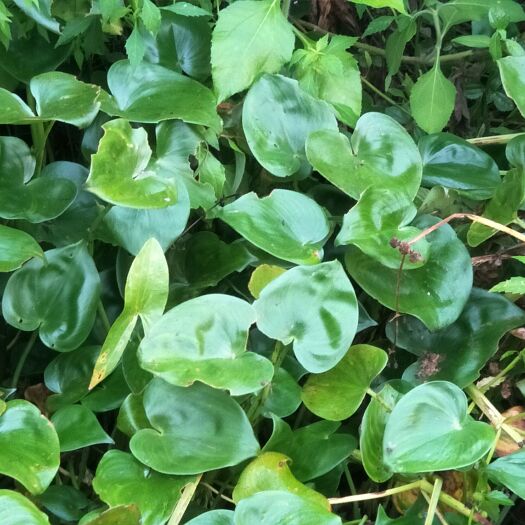 蓬安县水鳖，马尿花，芣菜，可绿化盆栽，天然生长，无化肥，药用价值多