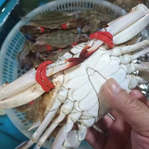 胶州市莱州养殖梭子蟹