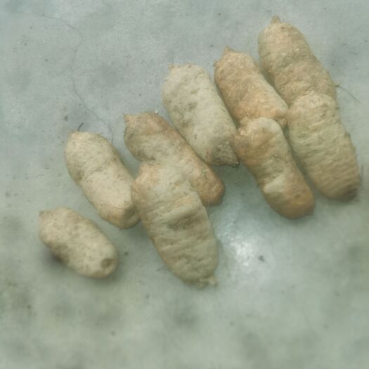 宁强县乌红天麻