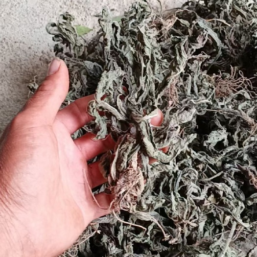 灵山县地胆草干货