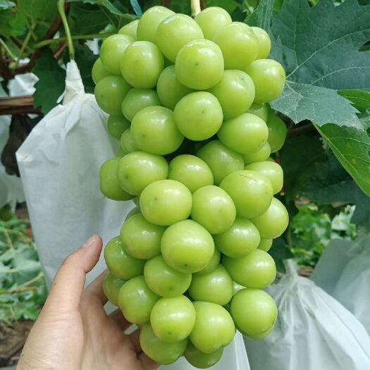 夏邑县阳光玫瑰葡萄