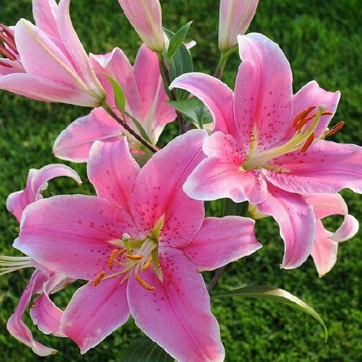 沭阳县百合种球带芽大球多年生耐寒室外阳台庭院盆栽四季种