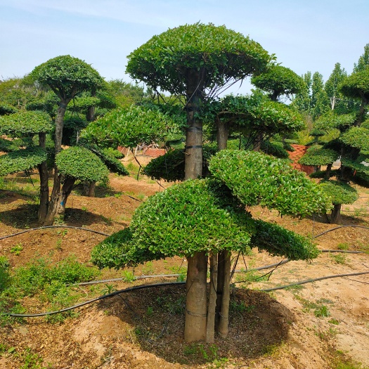 基地出售2米3米4米5米6米对节白蜡 造型优美