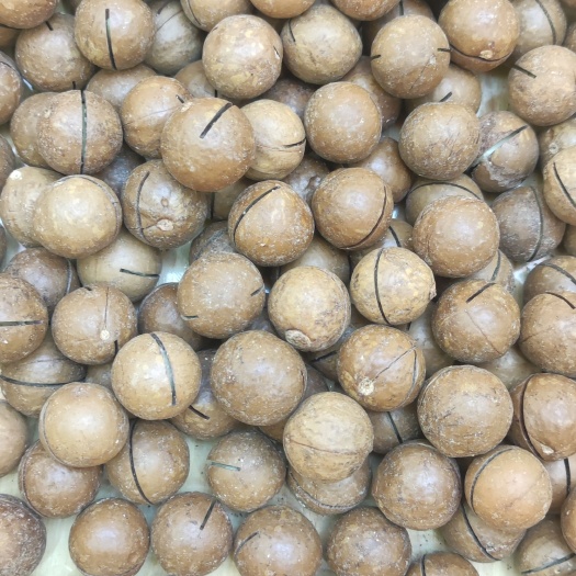 新乡夏威夷果
