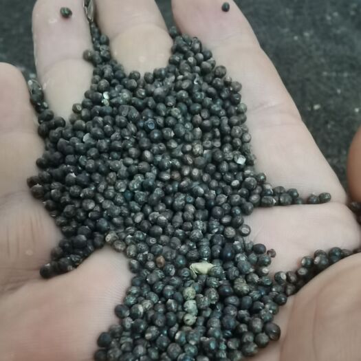 恭城县小叶红皮千斤拔种子500斤