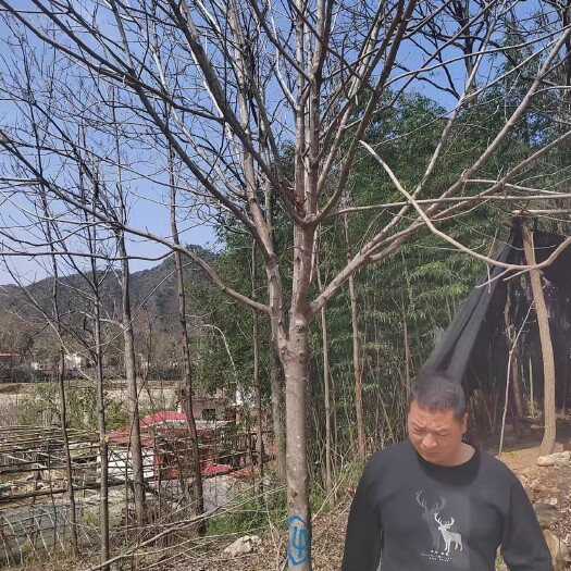 西峡县8公分七叶树农户一手货源