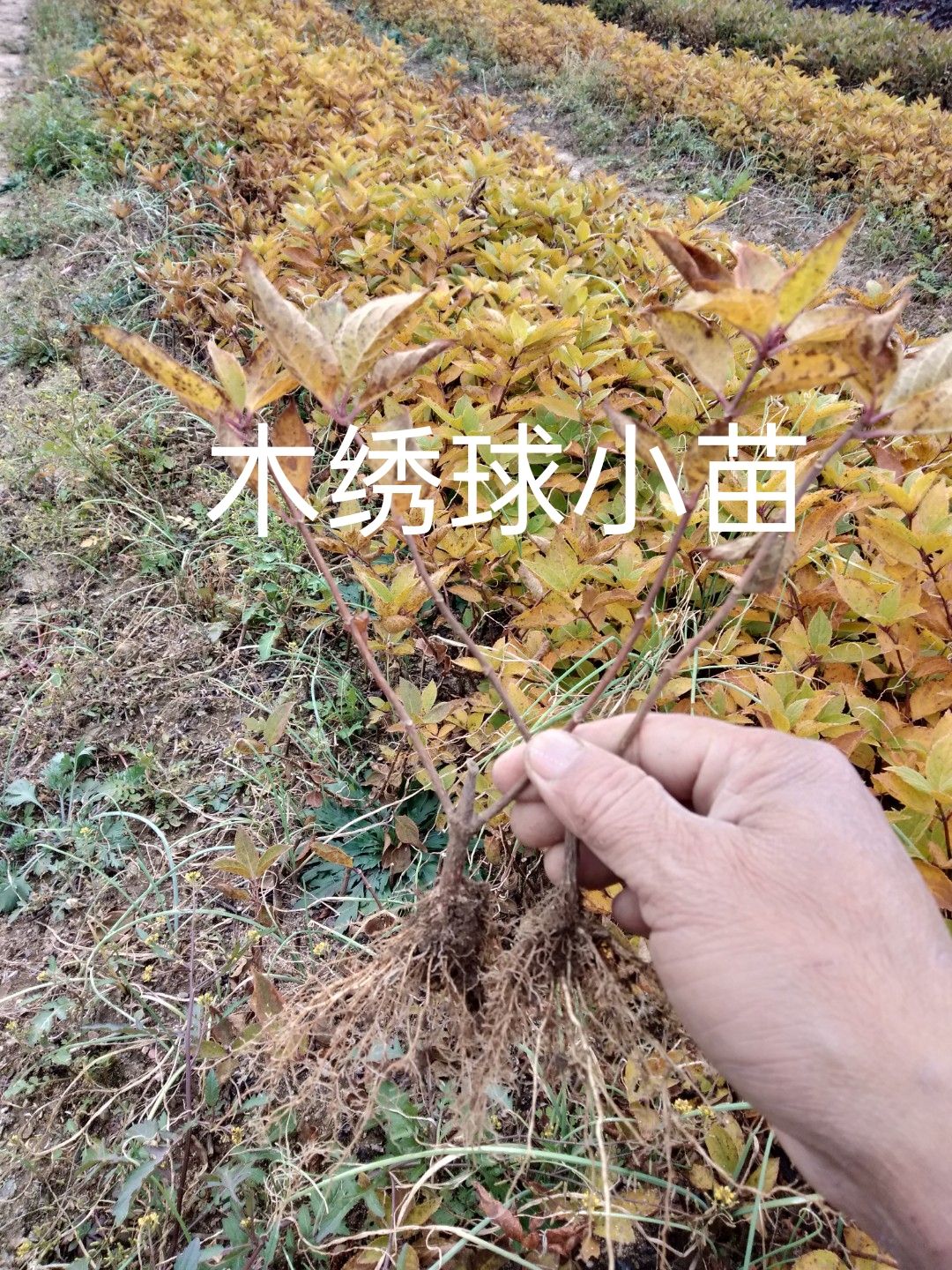 木绣球小苗，木绣球(园锥绣球)工程程。