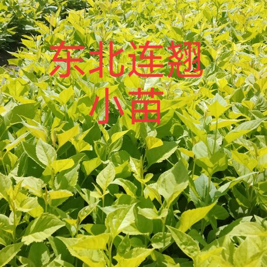 开原市东北连翘工程苗、小苗，迎春花适合绿化建圃用苗。