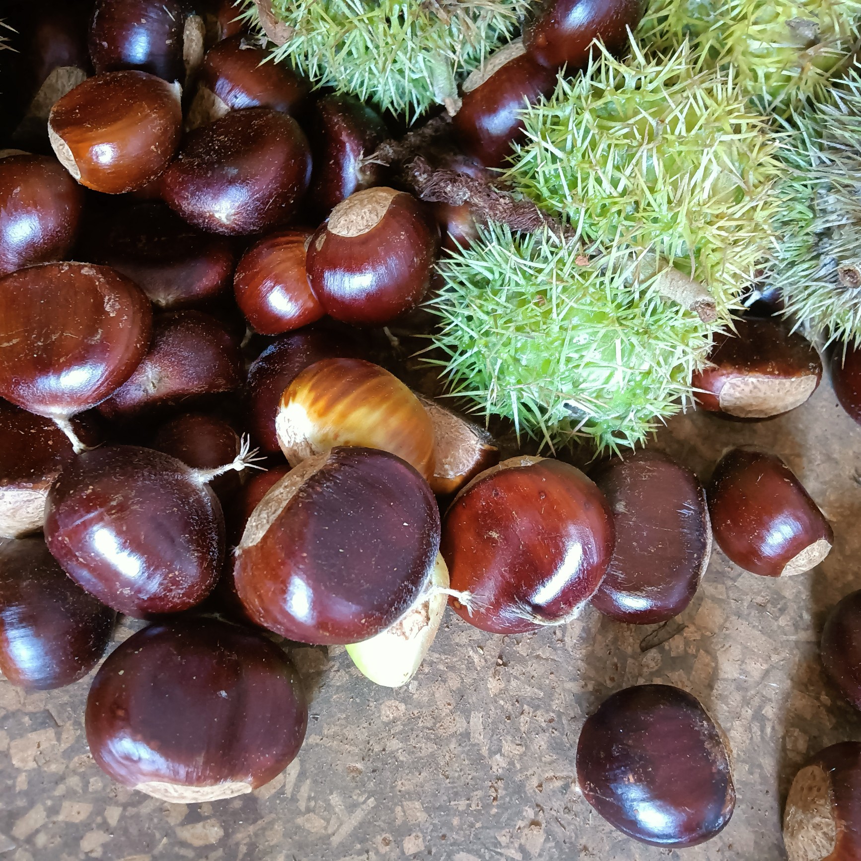 [油栗批发]2022年云南板栗,黑皮,油栗,迁西板栗齐名品质,坏果率低价格