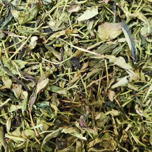 饶平县抽湿鸭屎香茶头茶枝
