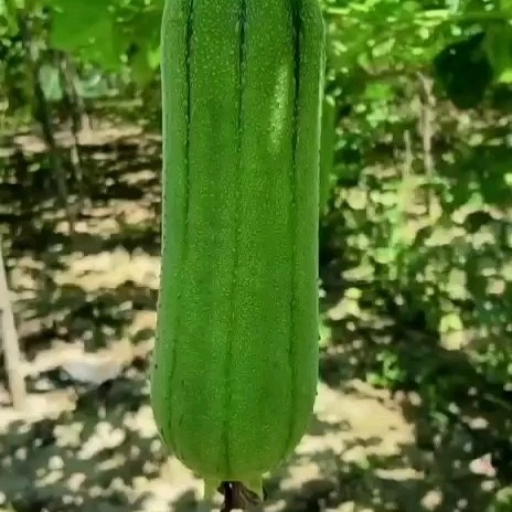 漳州肉丝瓜