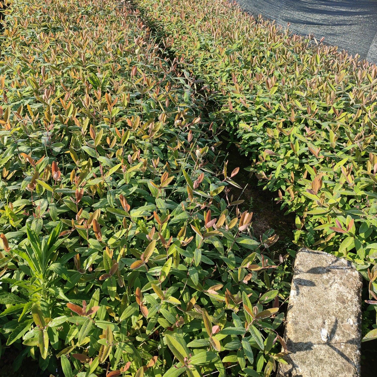 供应金丝桃小苗，湖南金丝桃杯苗，金丝桃球