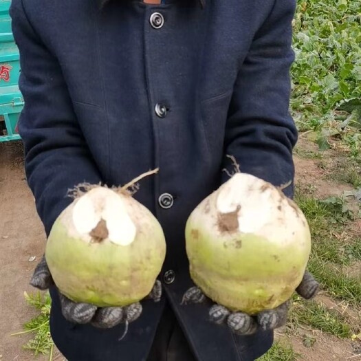 芥菜头大量上市