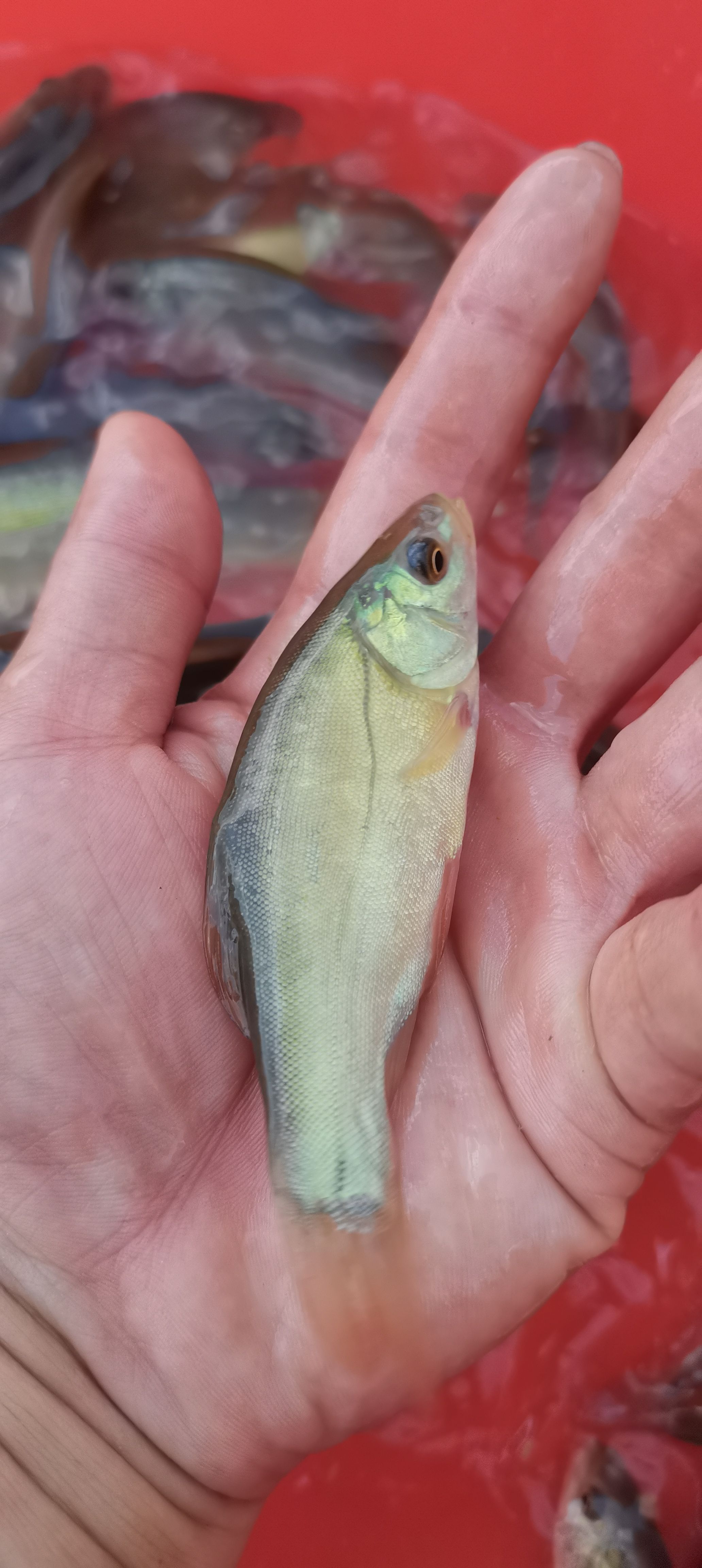 丁桂鱼苗、杂交良种、丁桂鱼苗、场地直销、一手货源，品种好