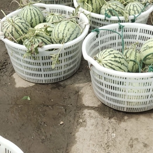 上海上海嘉定区最后20亩二茬西瓜，先到先得，瓜地直销，欢迎抢购！