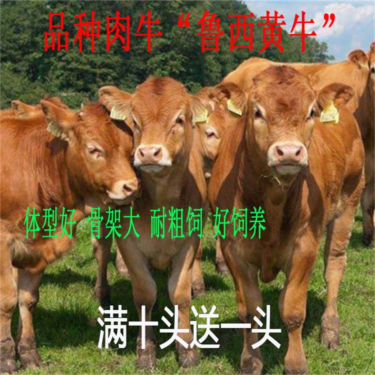 梁山县黄牛 小牛犊出售，提供养殖技术支持