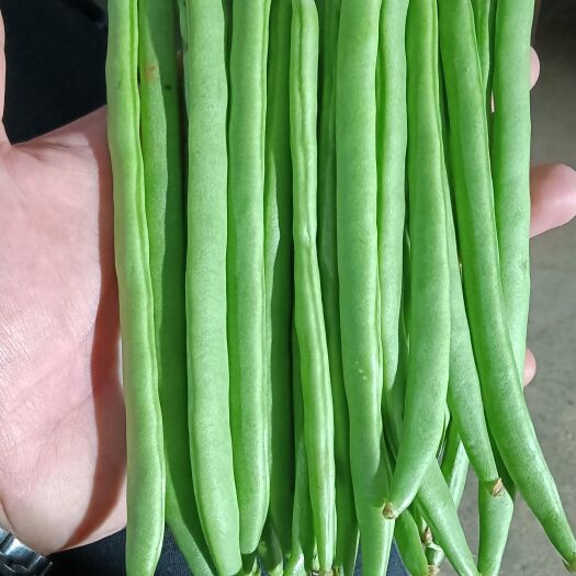 盐边县四季豆，
