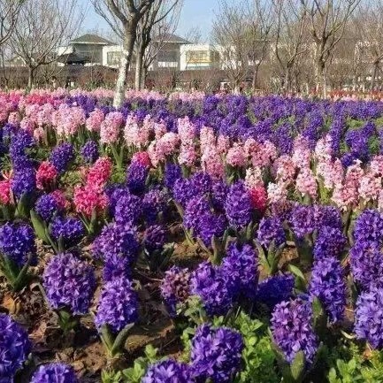 沭阳县风信子种球有香味虹越水培土培阳台秋植