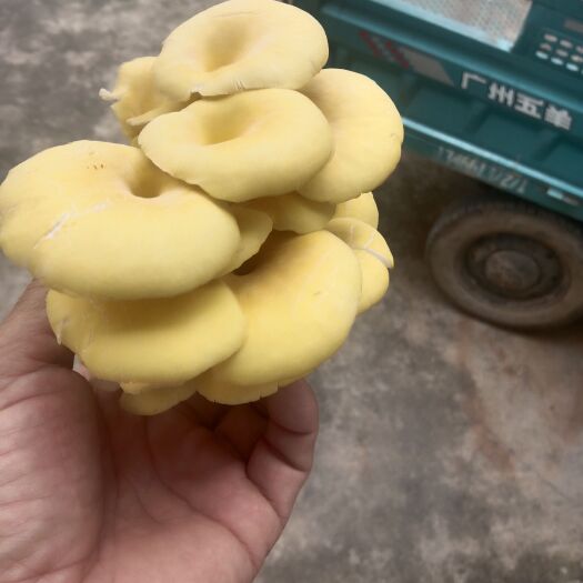 长沙鸡油菌