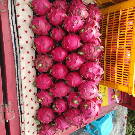 罗甸县罗甸县红心火龙果