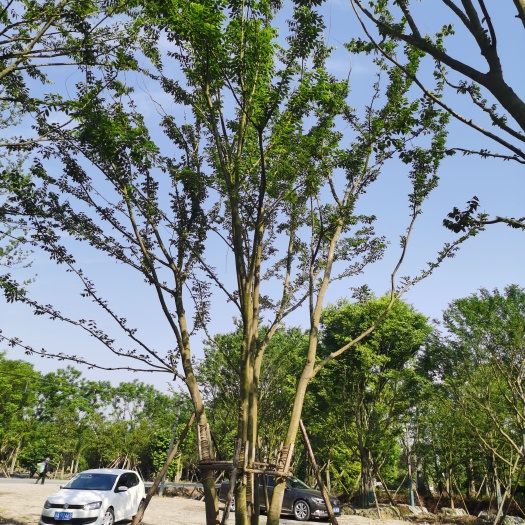 崇州市丛生朴树