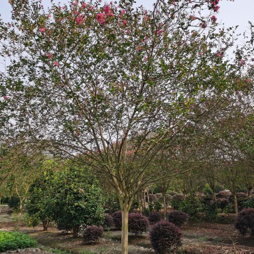 崇州市高杆大红紫薇