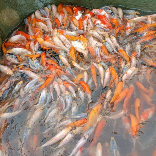 郑州锦鲤
