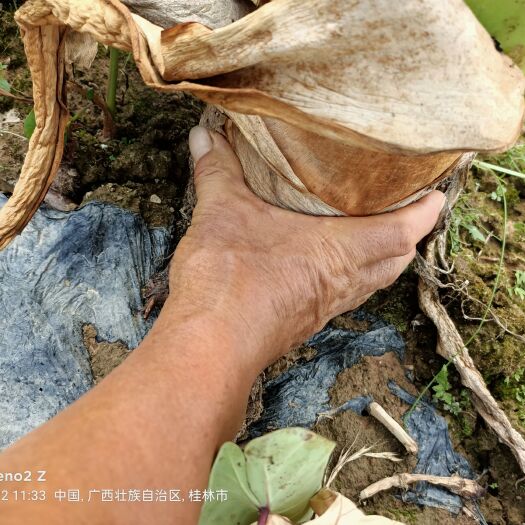 荔浦市正宗荔浦芋头，自产自销