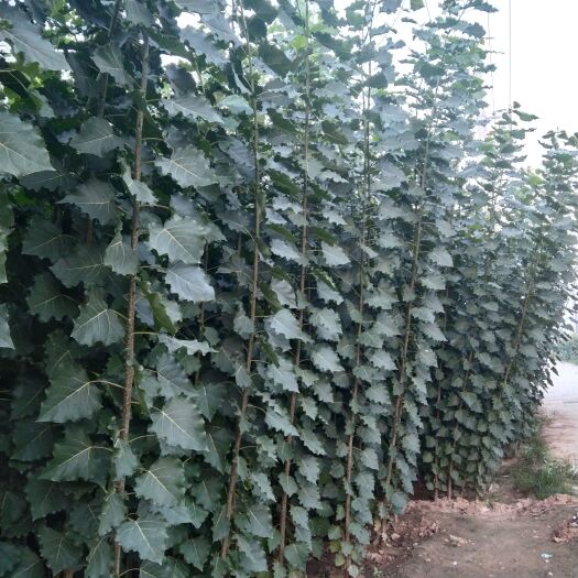 临清市107速生杨  山东优质杨树苗；无飞絮杨树苗；107杨树苗供