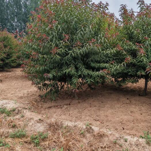 红叶碧桃/8-10/12公分红叶碧桃产地