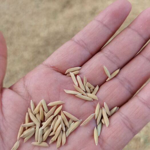 永兴县黄花粘小颗粒稻谷